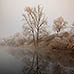 Baum mit Spiegelung im See