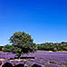 Foto Reise Provence - S&uuml;dfrankreich